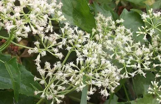 江门市薇甘菊防治宣传动员会暨防治知识培训在我市举行