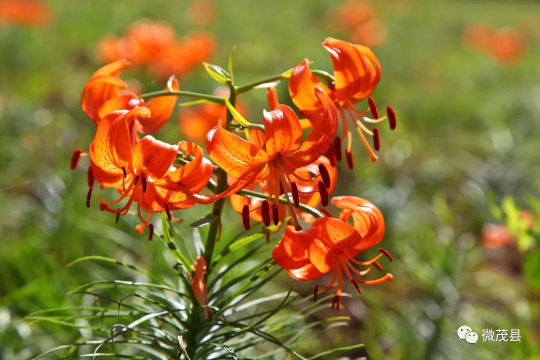 又多一个网红打卡点茂县首届百合花节下周开幕
