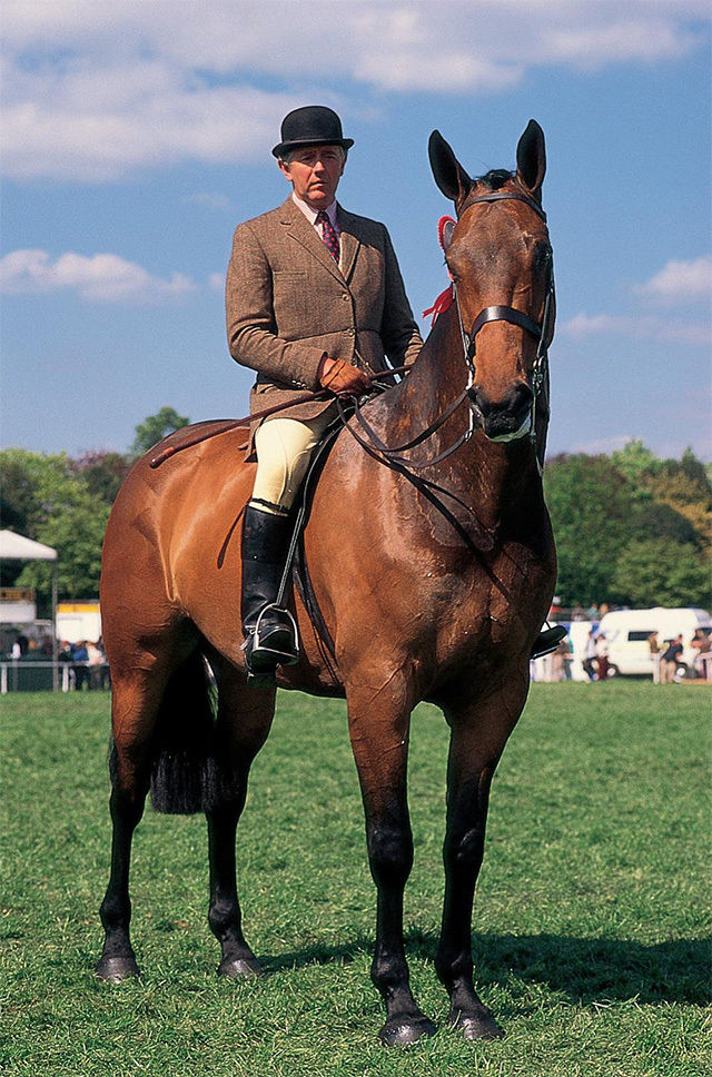 关于买马,如何能选到一匹满意的好马?_训练