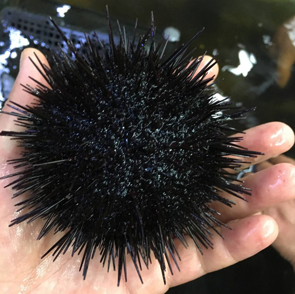 食材分享|如果说7月最不可错过的甘醇肥美的海鲜,那一定就是它_海胆