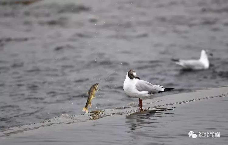 青海湖畔:守护湟鱼洄游