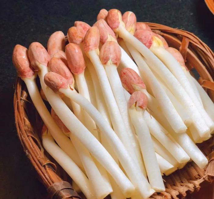 火锅新秀花生芽芽