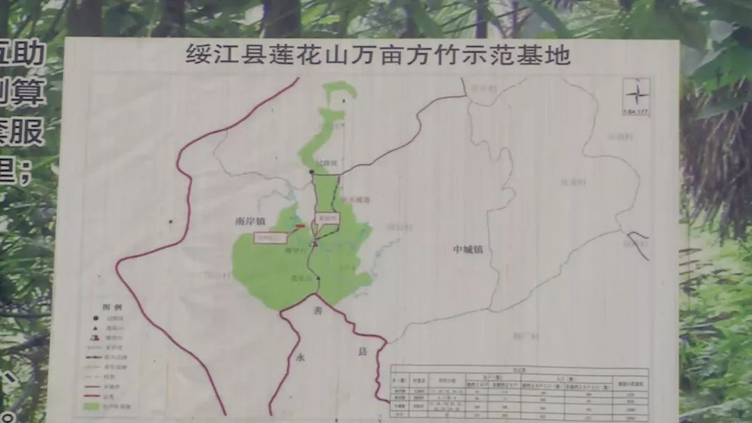 走进绥江县莲花山万亩方竹示范基地,这是绥江县三个万亩竹基地之一