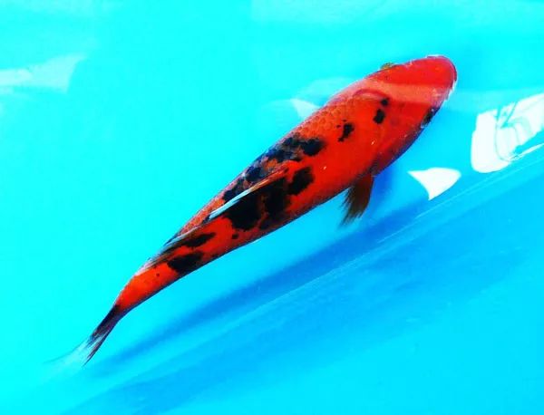 别甲的特征很明显,就是黑红二色,但是手鳍和尾鳍有的为白色,这种锦鲤