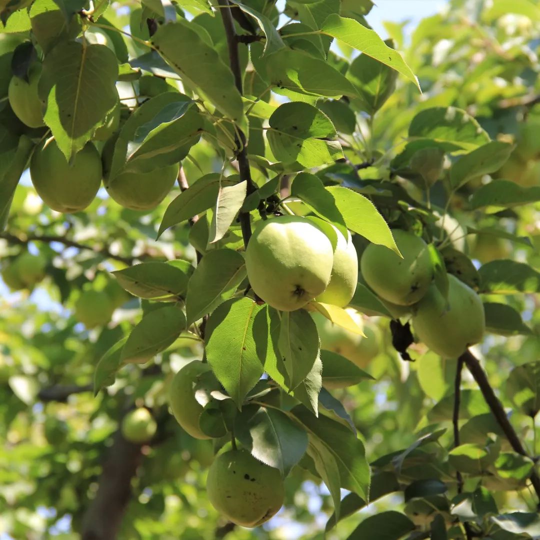 长在树上的矿泉水咬一口流一手清脆甘甜又爽口蒲城早酥梨