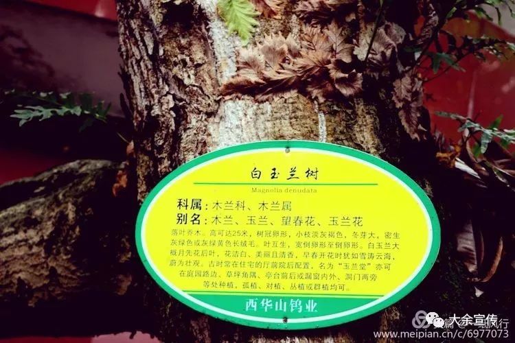 西华之恋 :西华山宾馆的两棵白玉兰树_共和国