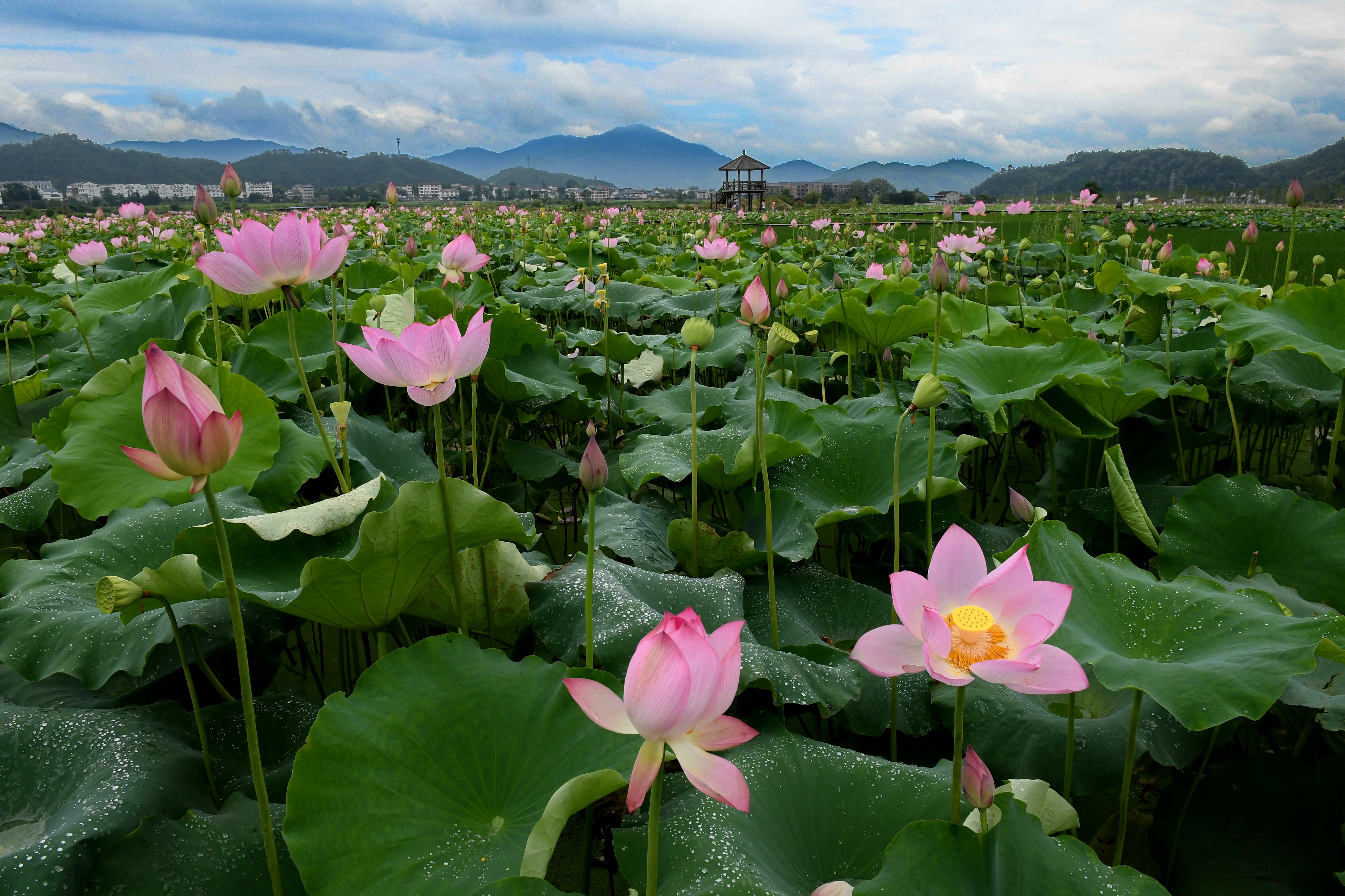 万亩荷花生态园图片