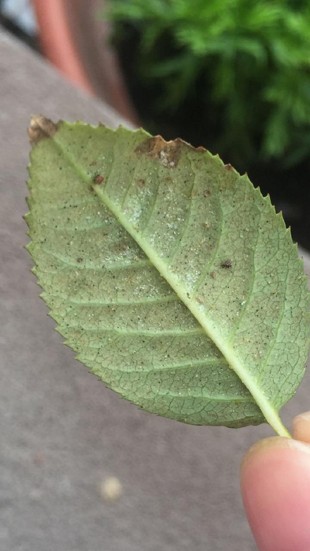 花卉常见虫害图片欣赏图片