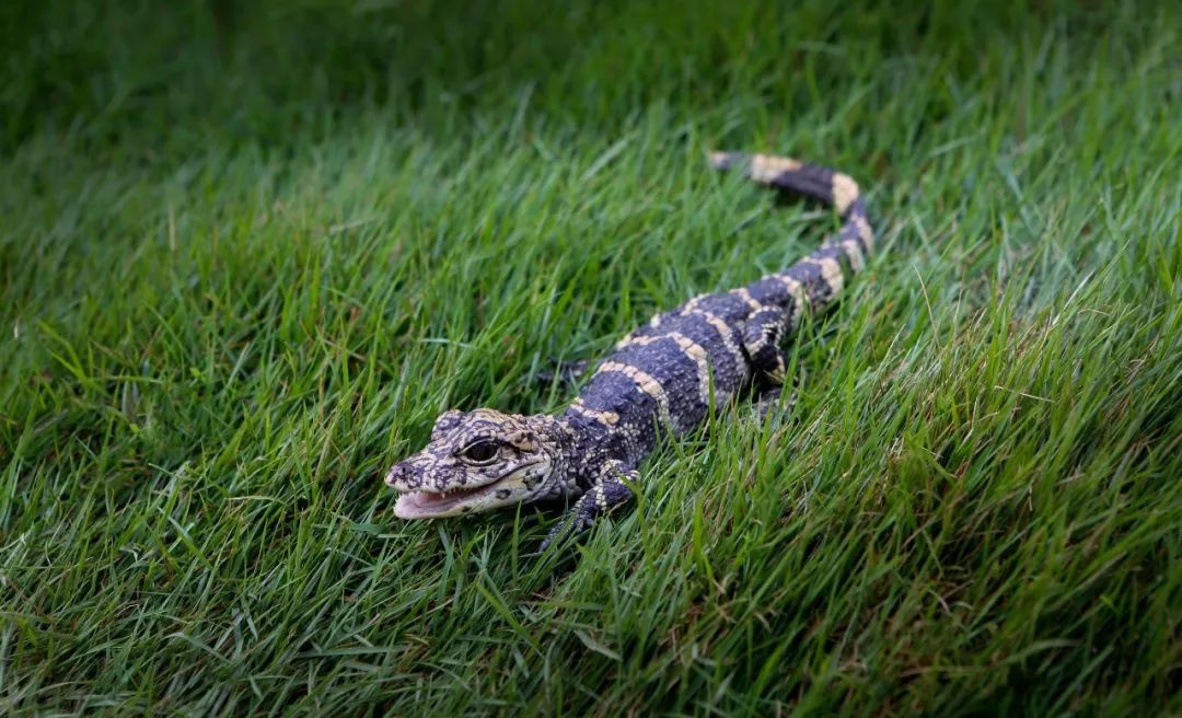 孙永新摄人工养殖扬子鳄"鳄丁兴旺" 孙永新摄2002年,国家林业局批准在