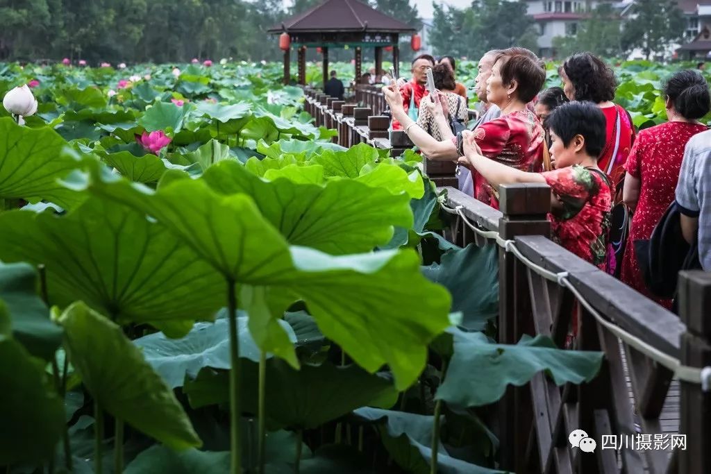[荷花摄影大赛作品分享] 影觅者|荷塘拾趣