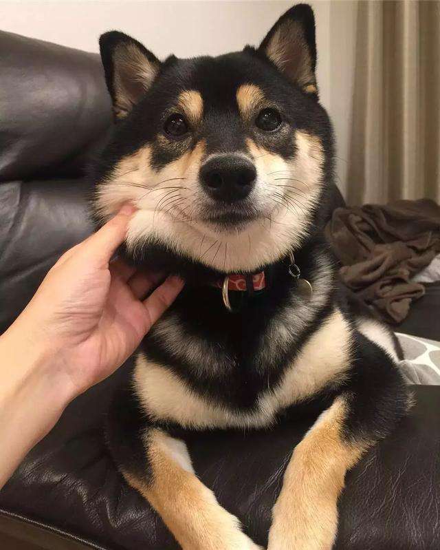 花花世界里的花花柴犬