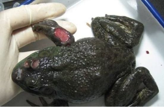 感染牛蛙寄生虫的症状图片