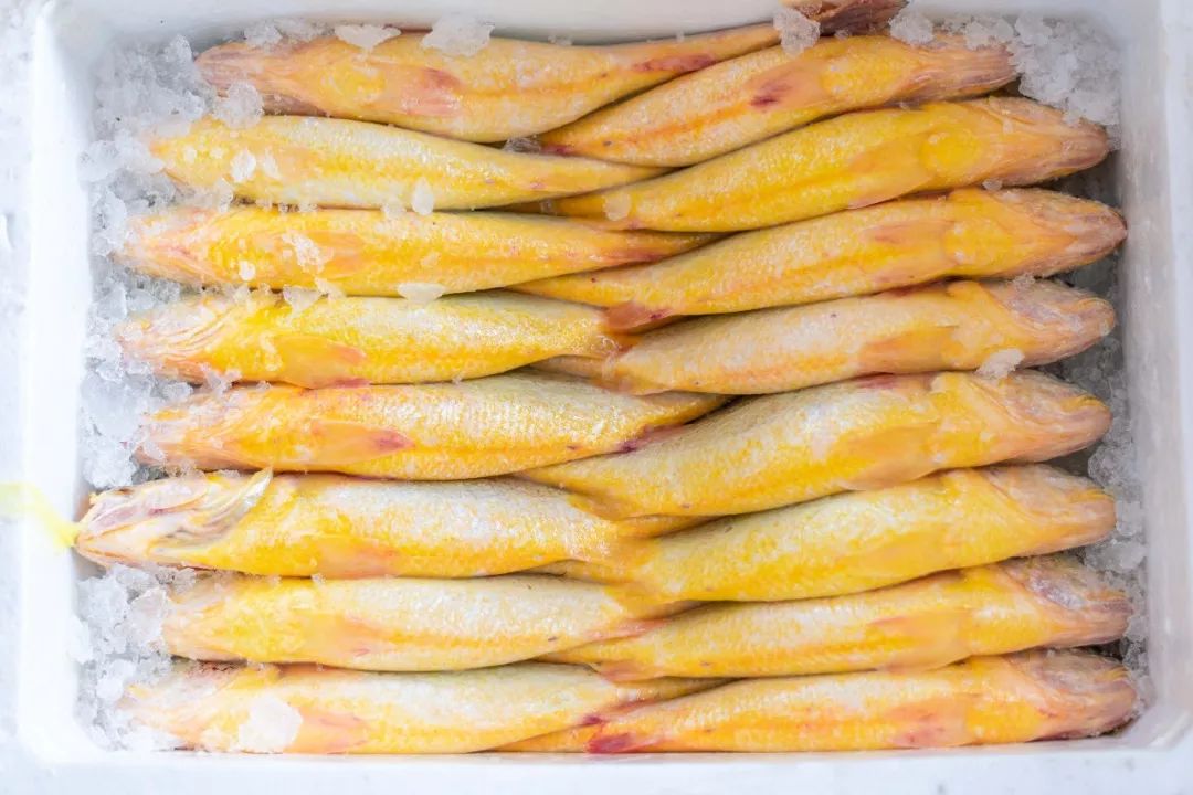 解锁中秋送礼新姿势活体大黄鱼破天荒这么便宜