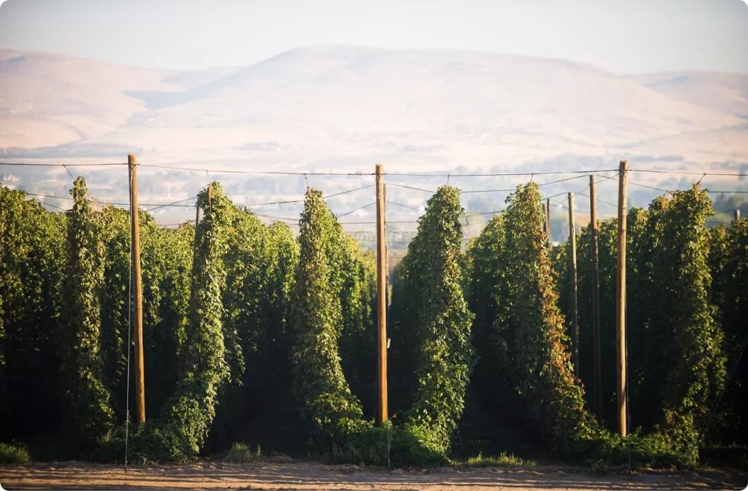 作为"啤酒之心"的啤酒花,是如何种出的?