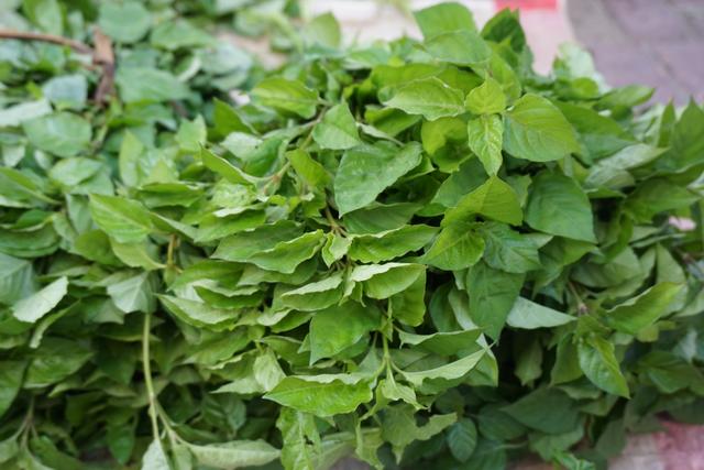 海南五指山热带水果白菜价苗族大妈卖的小鸟菜是个什么梗