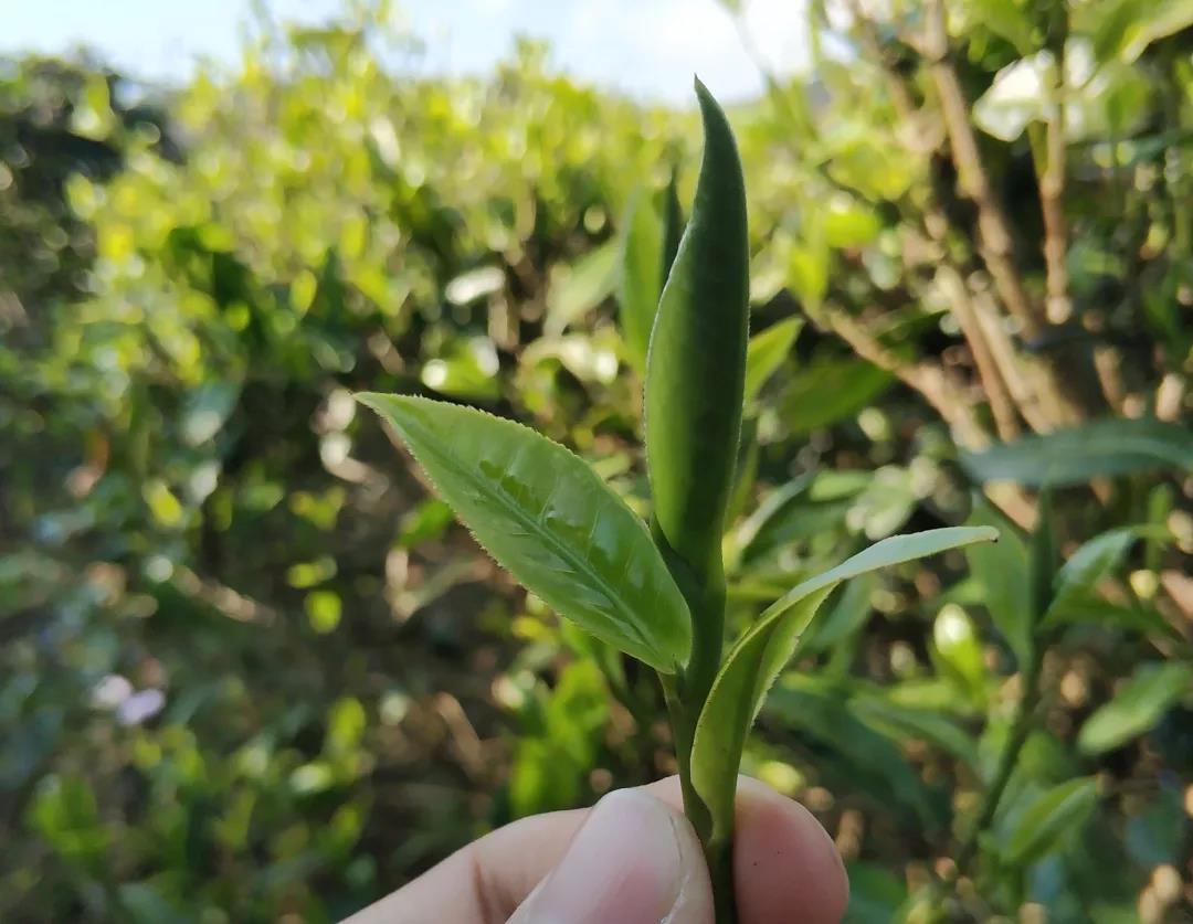 古树白茶——高山云雾产好茶