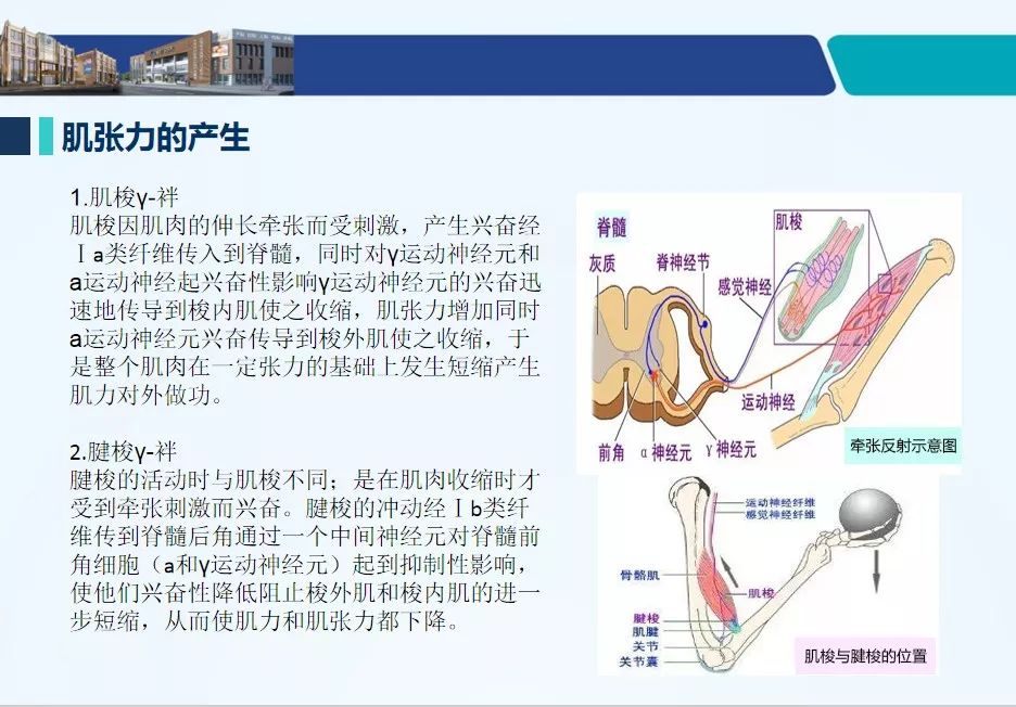 肌张力定义图片