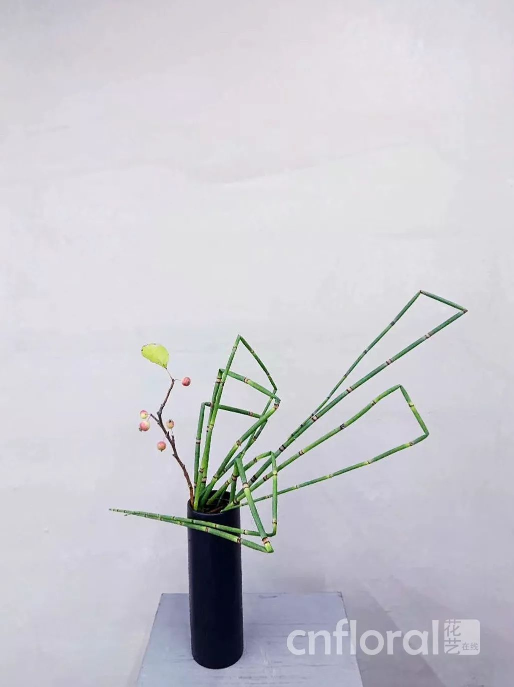 木贼是什么贼专偷爱花人的心