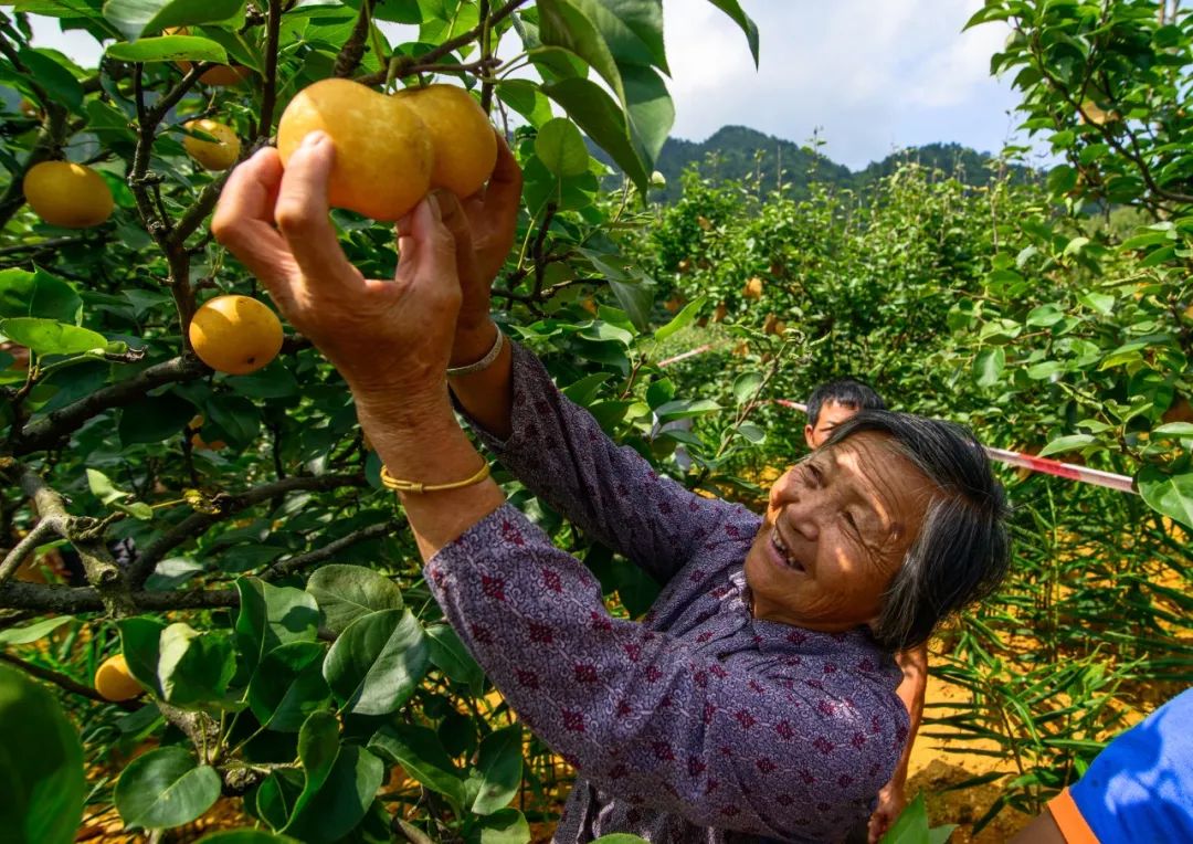 一年一度的连州水晶梨节本周日开幕!来免费吃!免费摘!