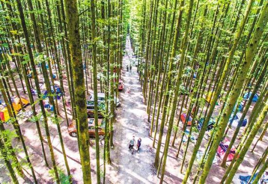 南川山王坪为何成为"打卡"地