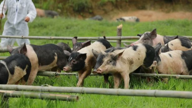 敏捷如闪电力大又无穷的熊猫猪你见过吗