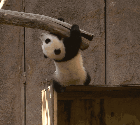 熊猫gif搞笑特辑:蠢萌国宝拯救你的不开心