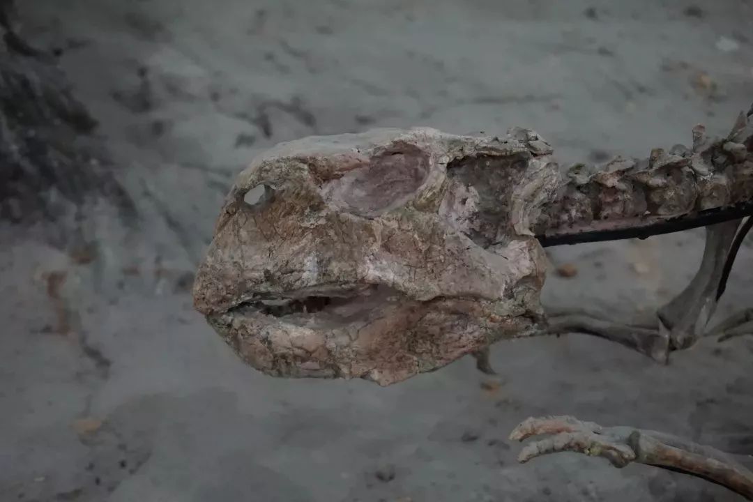 无声的故事丨经历了火山爆发的鹦鹉嘴龙家族在奇石馆奇迹复活