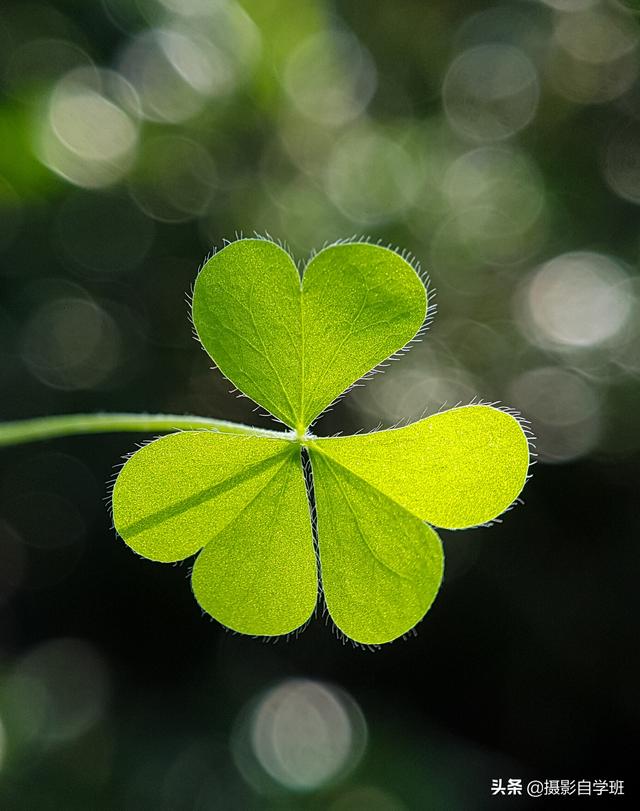 路边小叶子咋拍成漂亮文艺照片这4个摄影技巧简单实用