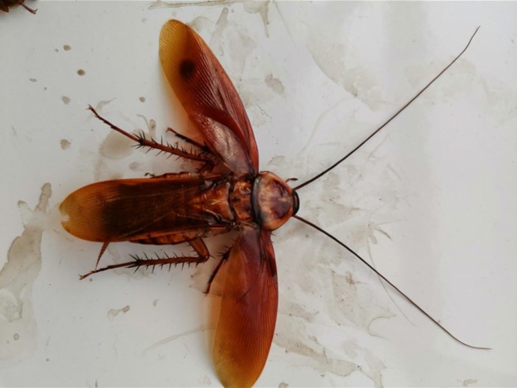 进境船舶检出美洲大蠊500余只!中山港海关24小时熏蒸灭蠊