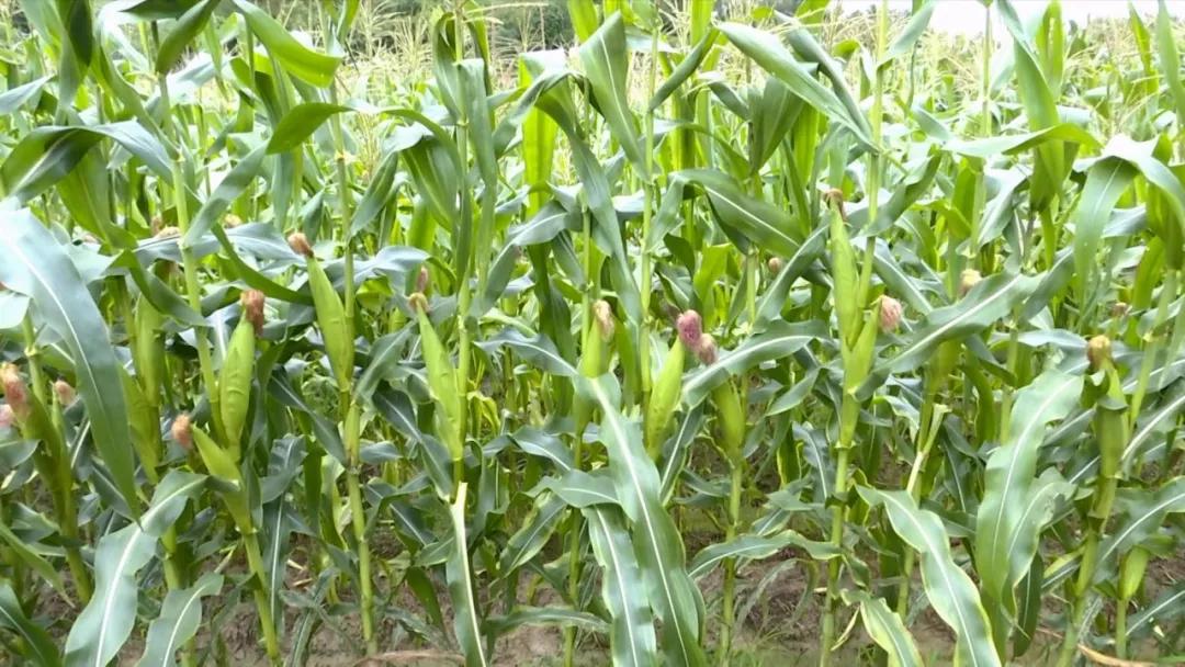 大田县华兴镇杞溪村水果玉米收益高开辟增收新渠道