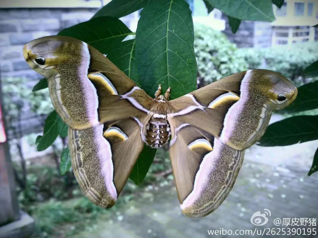 浅谈外来入侵物种_繁殖