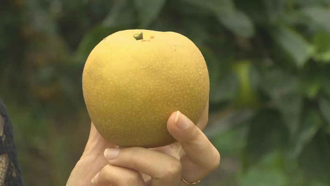 不过,目前市面上还未开始销售正宗的奉贤本地蜜梨,市民想要尝鲜,可能