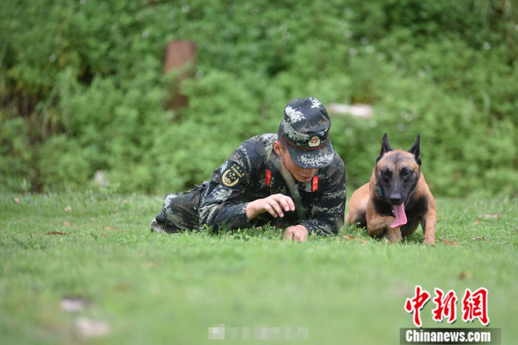 可猛可萌!军营"汪星人"内心独白:我只是个宝宝