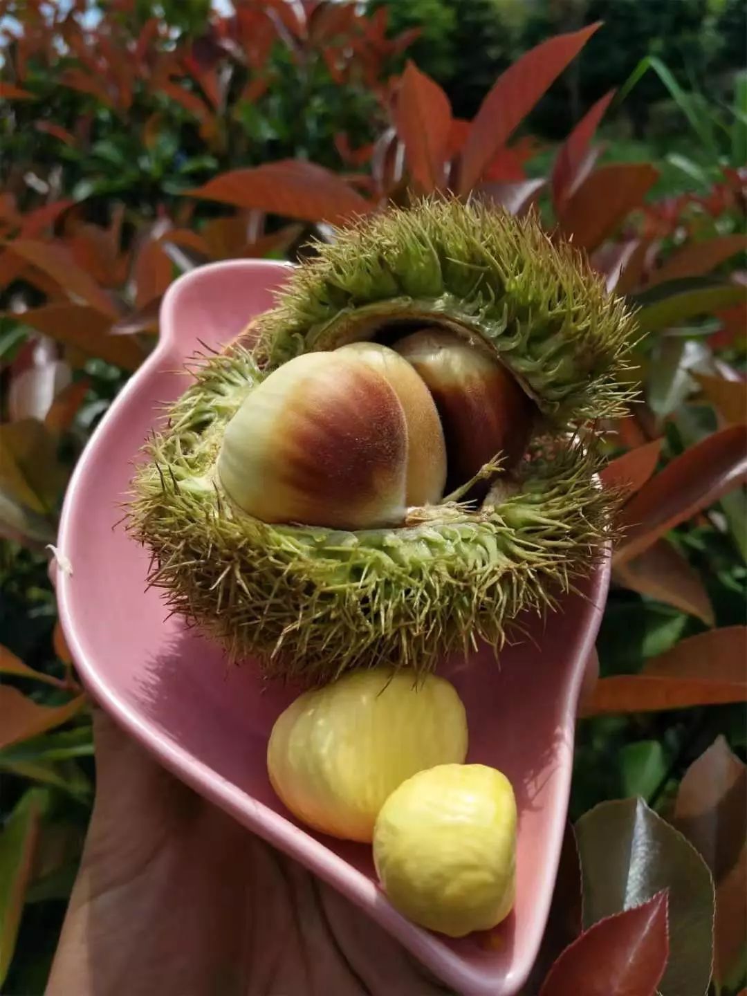 【吃货团】云南深山老林的板栗球 脆嫩生甜 甜糯美味 高原板栗