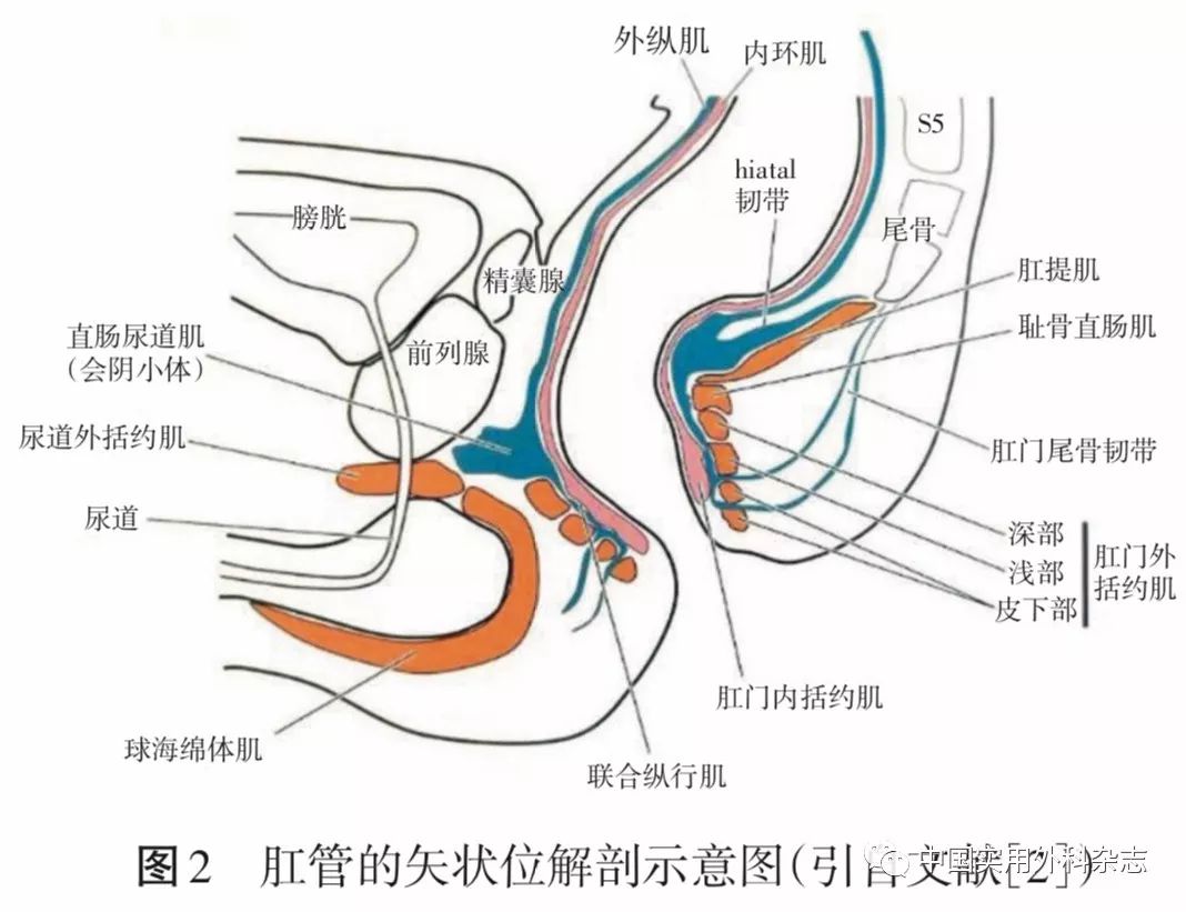 结构,位于肛管的正前方,前列腺下缘至外括约肌上缘,左右耻骨直肠肌