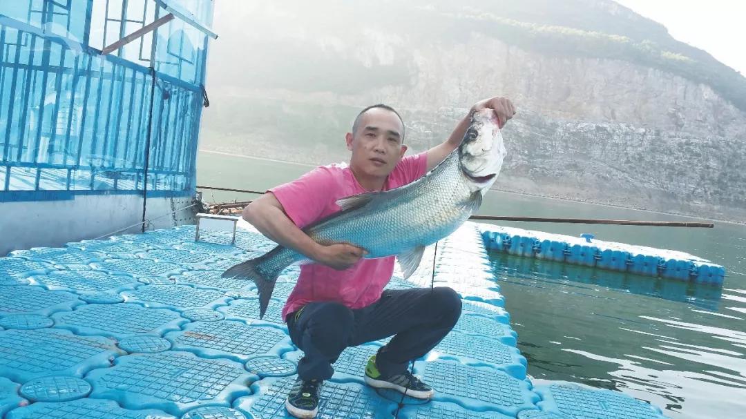 重返千里乌江,寻钓米级翘嘴,还意外钓获了米级鱤鱼!(下)