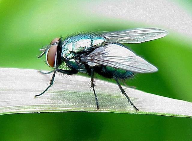 苏州喜茶喝出绿头苍蝇不肯赔偿涉事喜茶店被停业整改