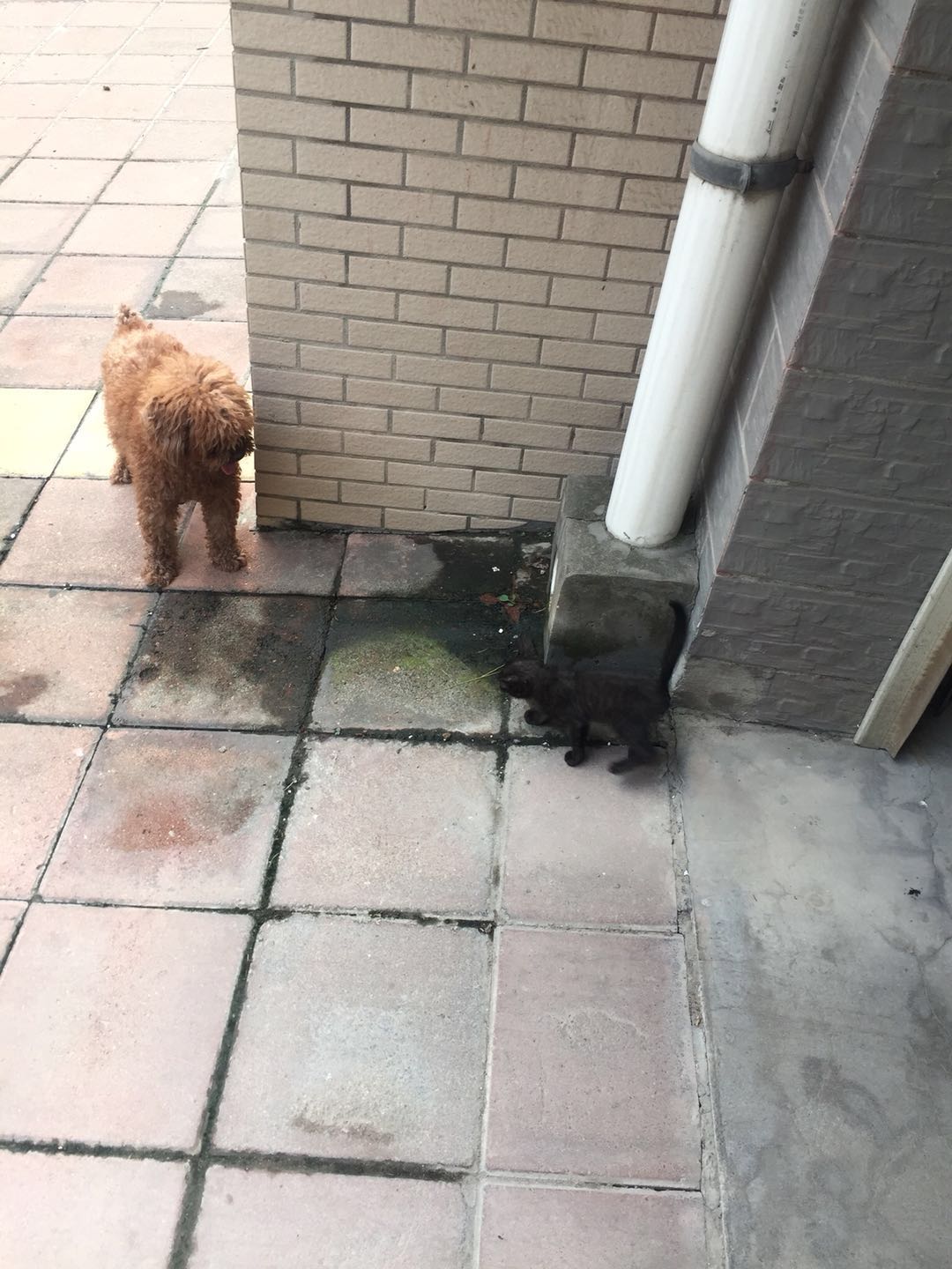 小猫与泰迪为伴