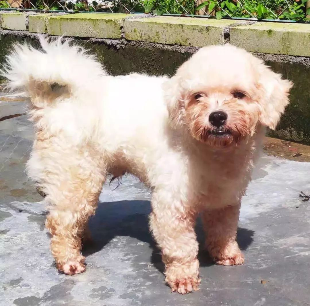 救助领养:我们就是传说中的串串