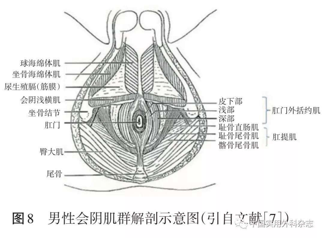 肛提肌包括哪些肌肉图片