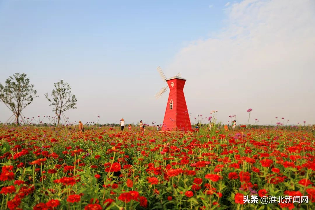 淮北市中心有一大片花海