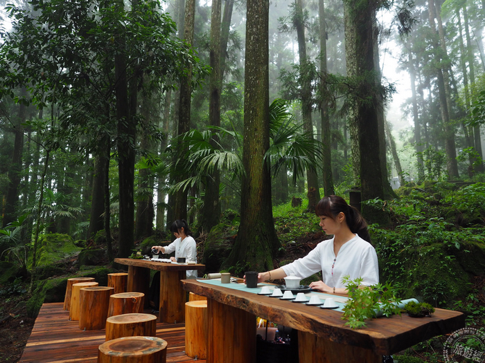 阿里山夏季森林茶会将登场茶觉四季美好