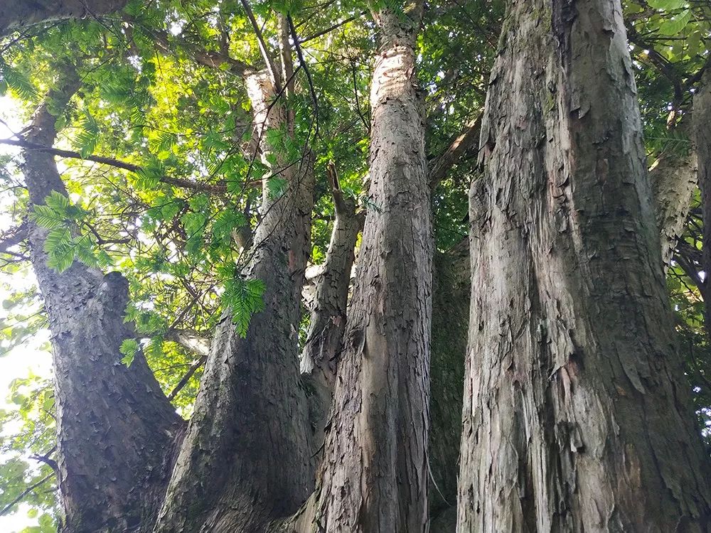 磨子村红豆杉(雌株)红豆杉不同于其它的古木,其树干挺直,树冠如蓑或许