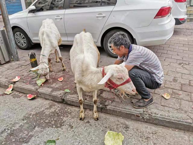 南陽街頭賣奶人拉活羊進城現擠現賣