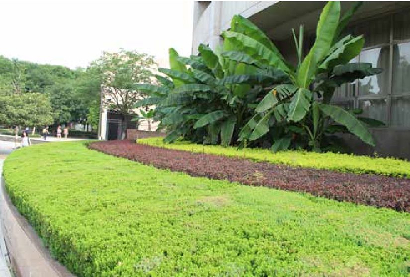 南校校园普遍栽植,用作色块或模纹.北校文理楼南侧.