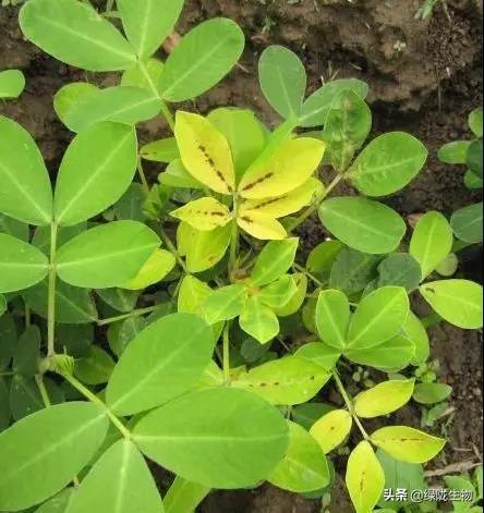 作物叶片发黄失绿警惕作物可能出现了这些问题三