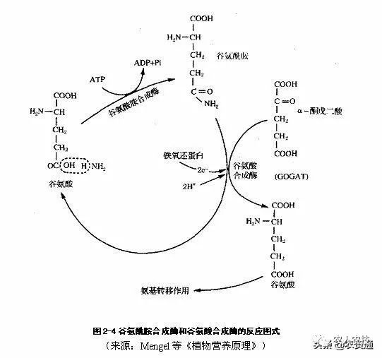 作物对氮素的吸收、利用原理,搞懂了才知道怎么用氮肥_铵态氮