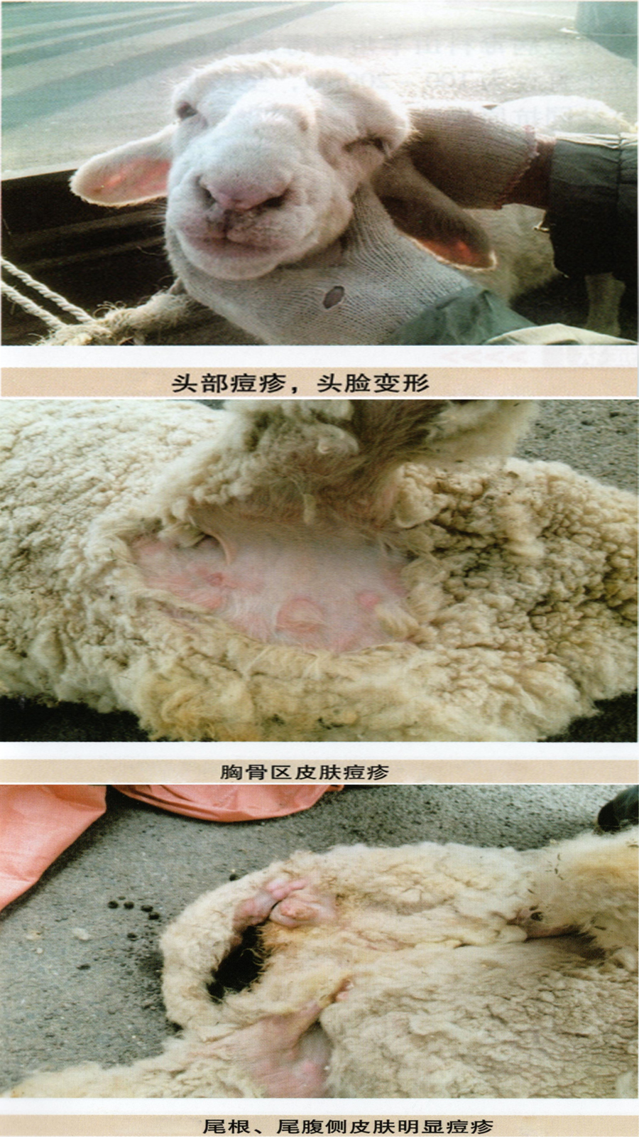 羊痘病 初期图片