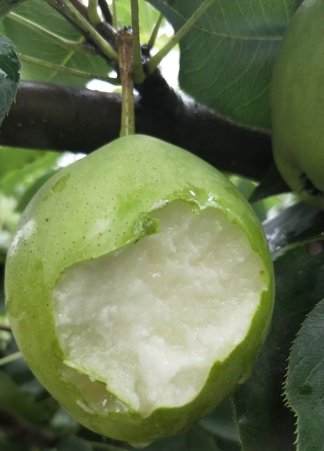 长在树上的矿泉水咬一口流一手清脆甘甜又爽口蒲城早酥梨