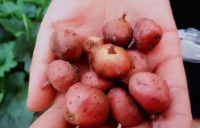 开州人再不去干这事,又要等1年!_地瓜